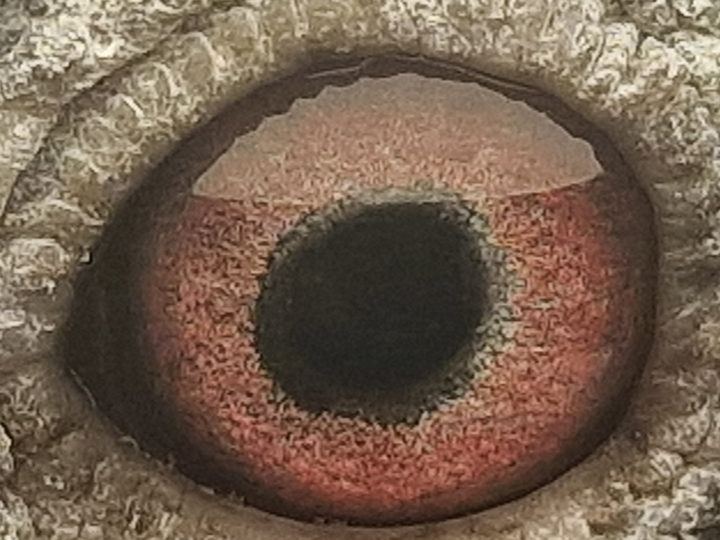 Pigeon eye